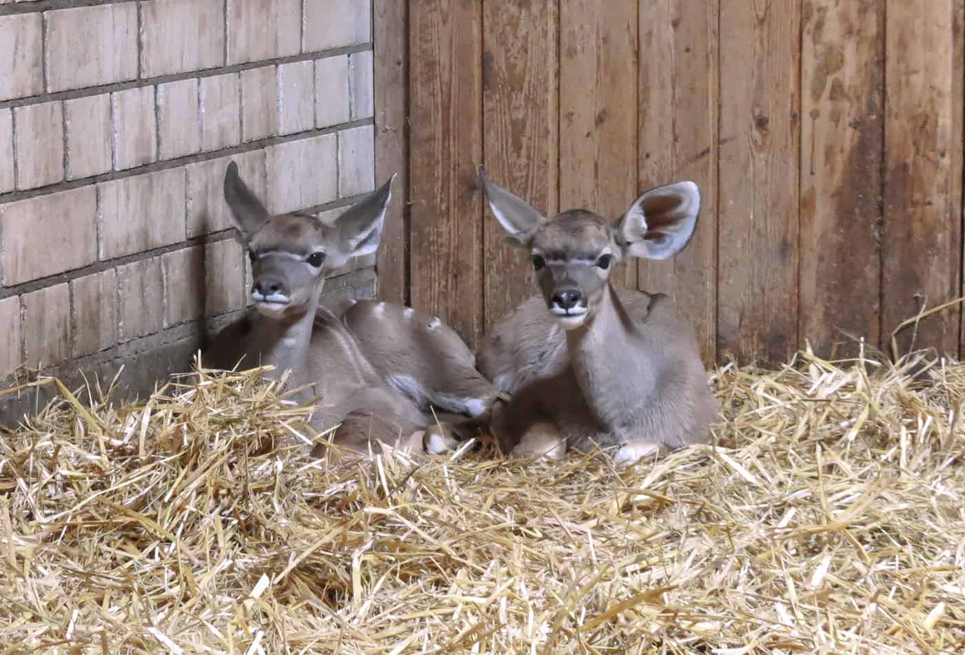 Doppelter Nachwuchs bei den Großen Kudus (Foto: Zoo Heidelberg)