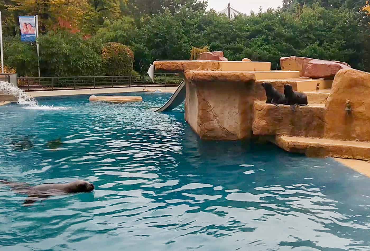 Mähnenrobben im Zoo Heidelberg mit Jungtieren (Foto: Zoo Heidelberg)