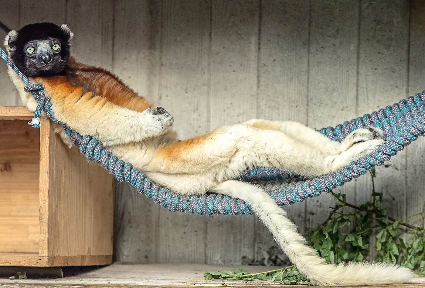 Kronensifaka Daholo (Foto: Zoo de Mulhouse)