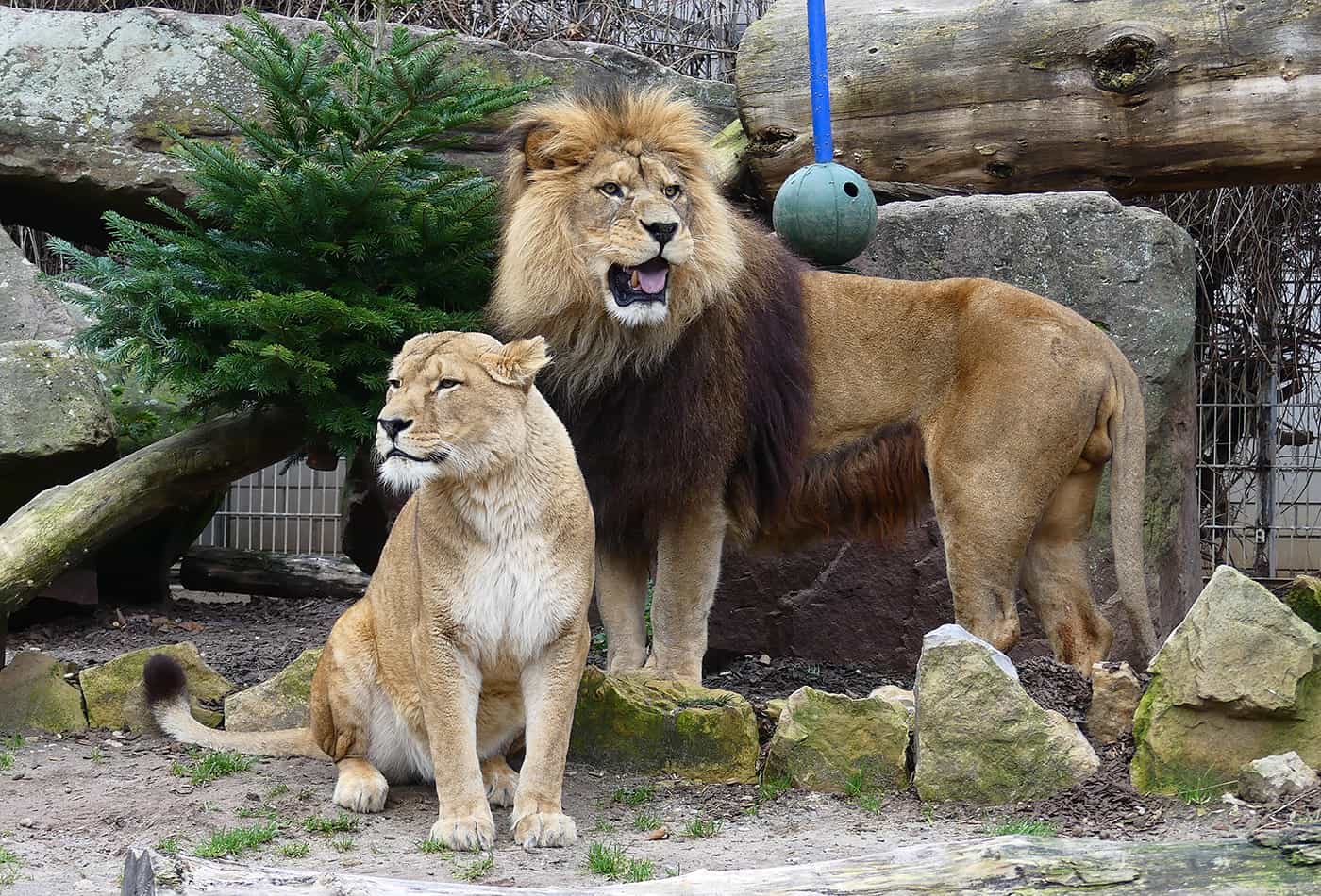 Berberlöwen Binta und Chalid (Foto: Petra Medan/Zoo Heidelberg)