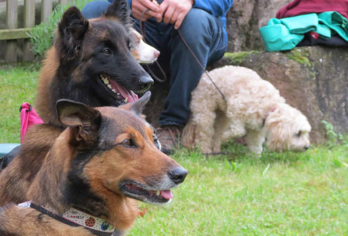Thementag Hunde Zoo Heidelberg Leben Live Erleben