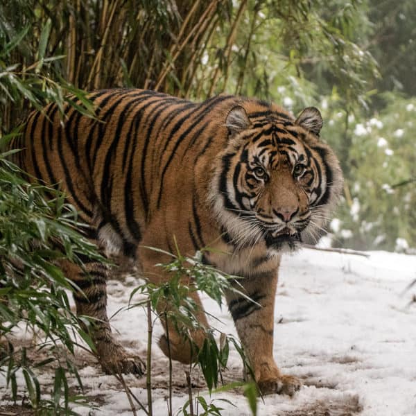 Heiligabend im Zoo Event Bild