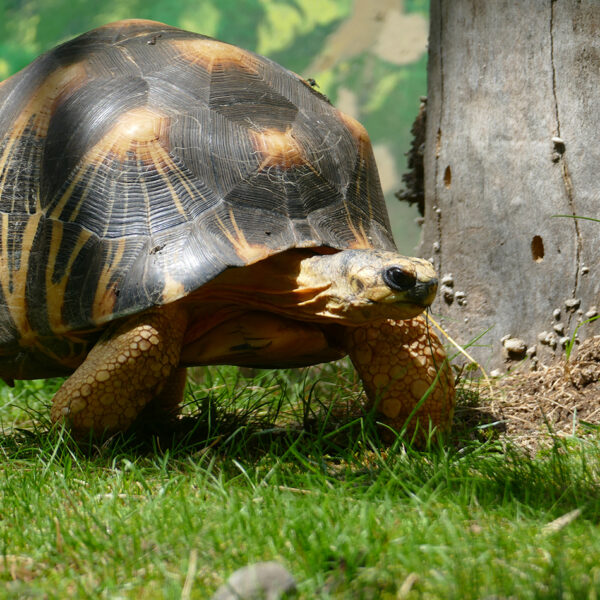 Welt-Schildkrötentag Event Bild