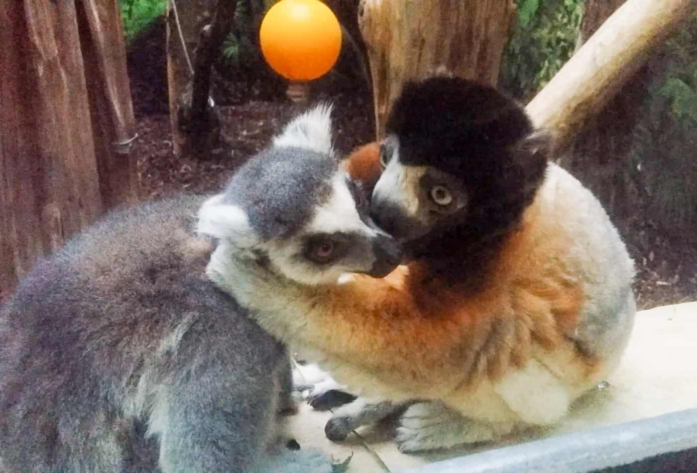 Kronensifaka und Kattas verstehen sich gut (Foto: Zoo Heidelberg)