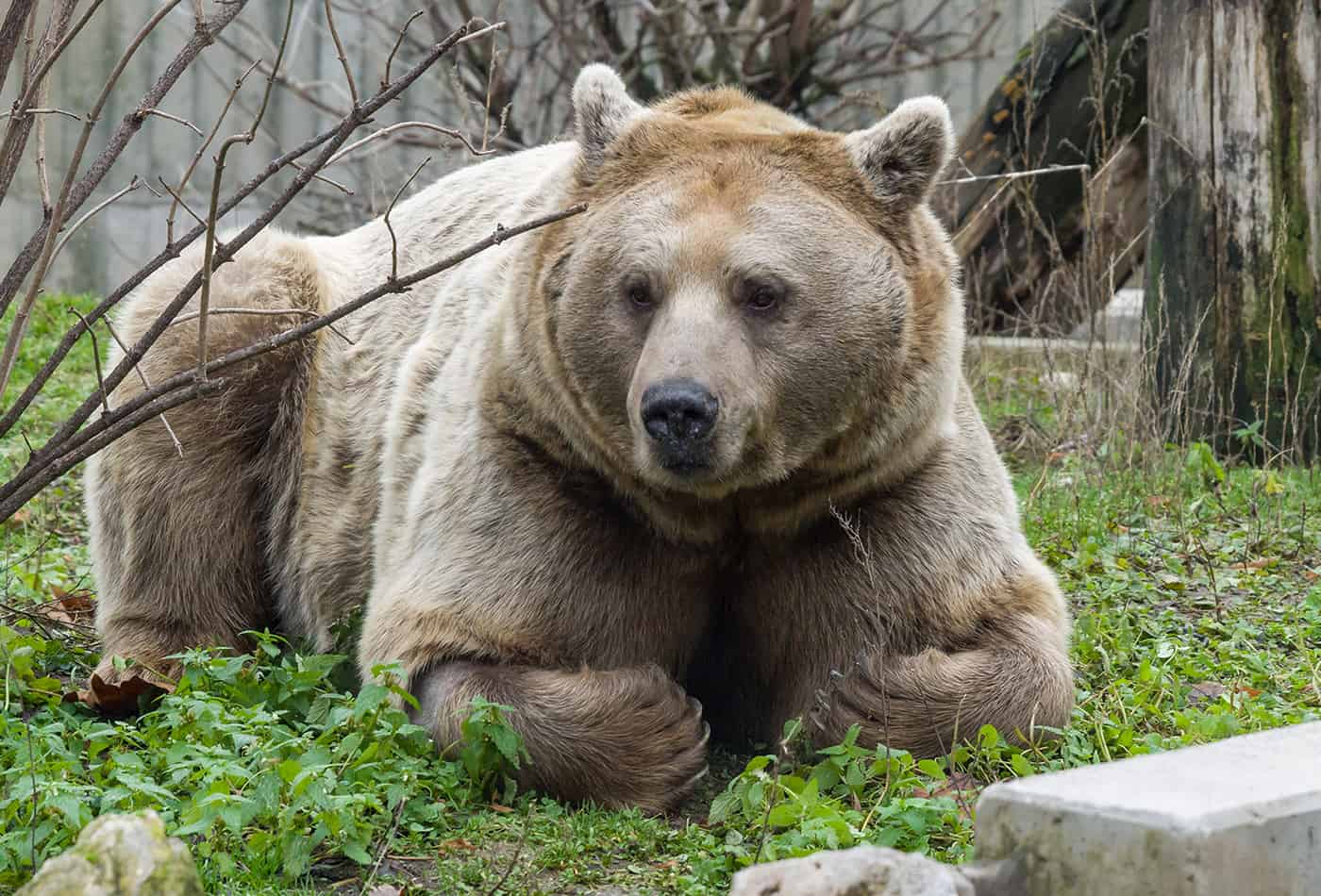 Syrischer Braunbär Martin (Foto: Heidrun Knigge/Zoo Heidelberg)