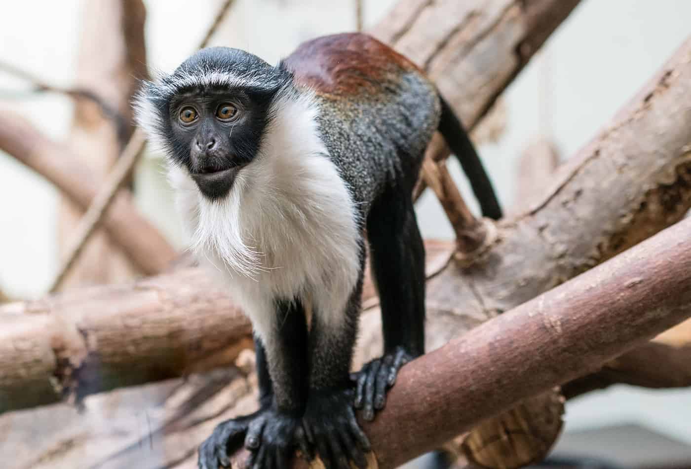 Roloway-Meerkatze im Zoo Heidelberg (Foto: Peter Bastian)