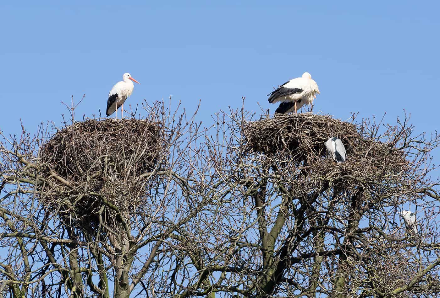 Die ersten Weißstörche sind aus ihren Winterquartieren zurückgekehrt (Archivfoto: Peter Bastian/Zoo Heidelberg)