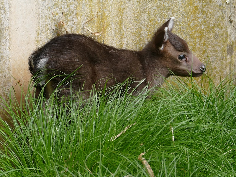 Knapp zwei Wochen nach der Geburt. Das junge Schopfhirschweibchen erkundet die Anlage. (Foto: Petra Medan/Zoo Heidelberg)