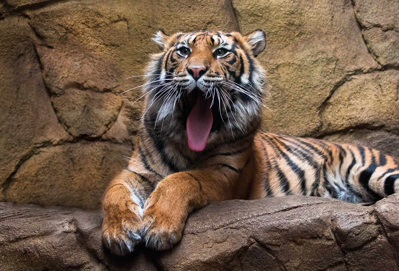 Sumatratiger Karis (Foto: ZSL)