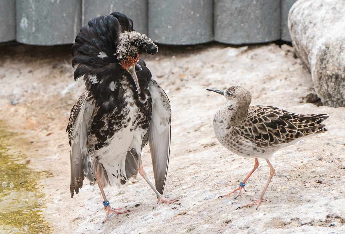 Kampfläufer bei der Balz (Foto: Susi Fischer/Zoo Heidelberg)