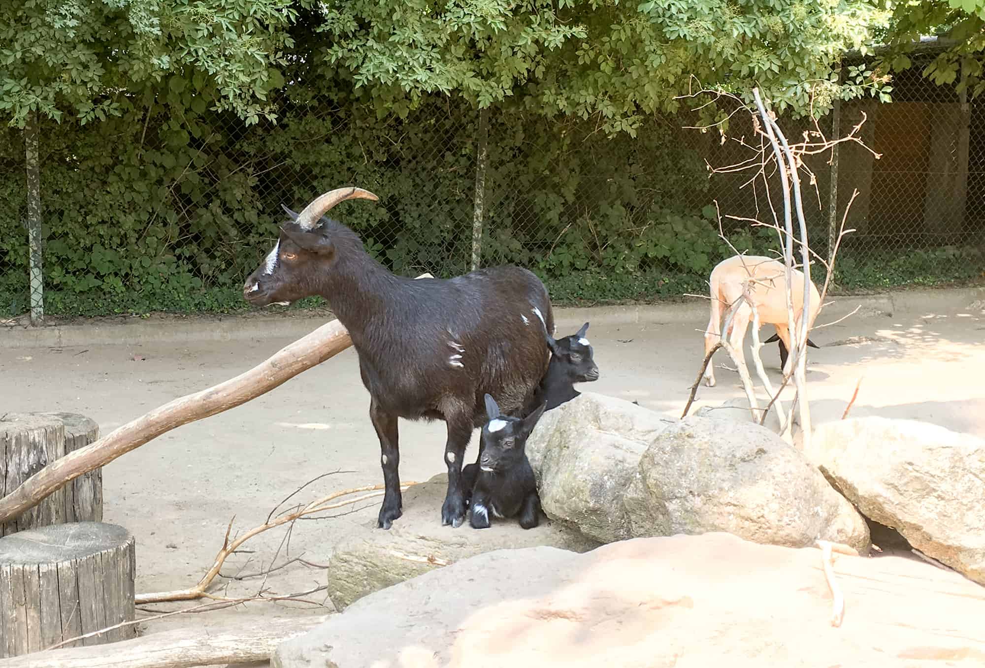 Nachwuchs bei den Zwergziegen (Foto: Zoo Heidelberg)