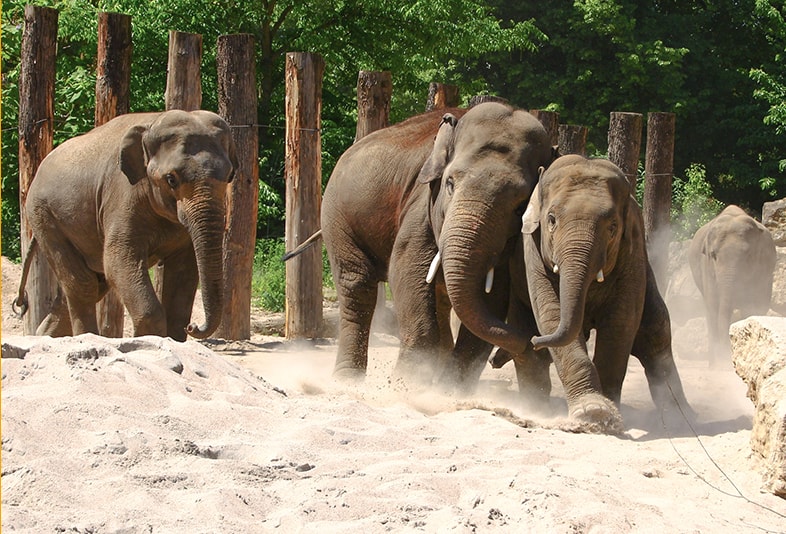 Asiatische Elefanten (Petra Medan/Zoo Heidelberg)