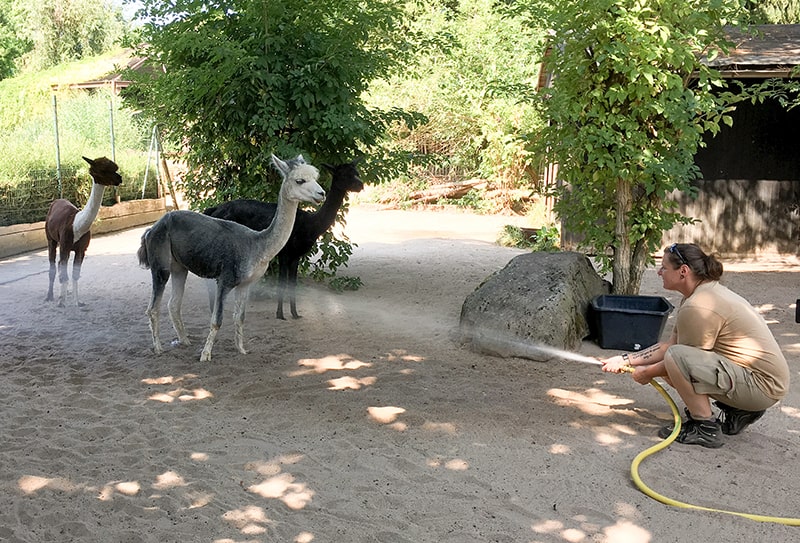 Alpakas beim Duschen (Foto: Zoo Heidelberg)