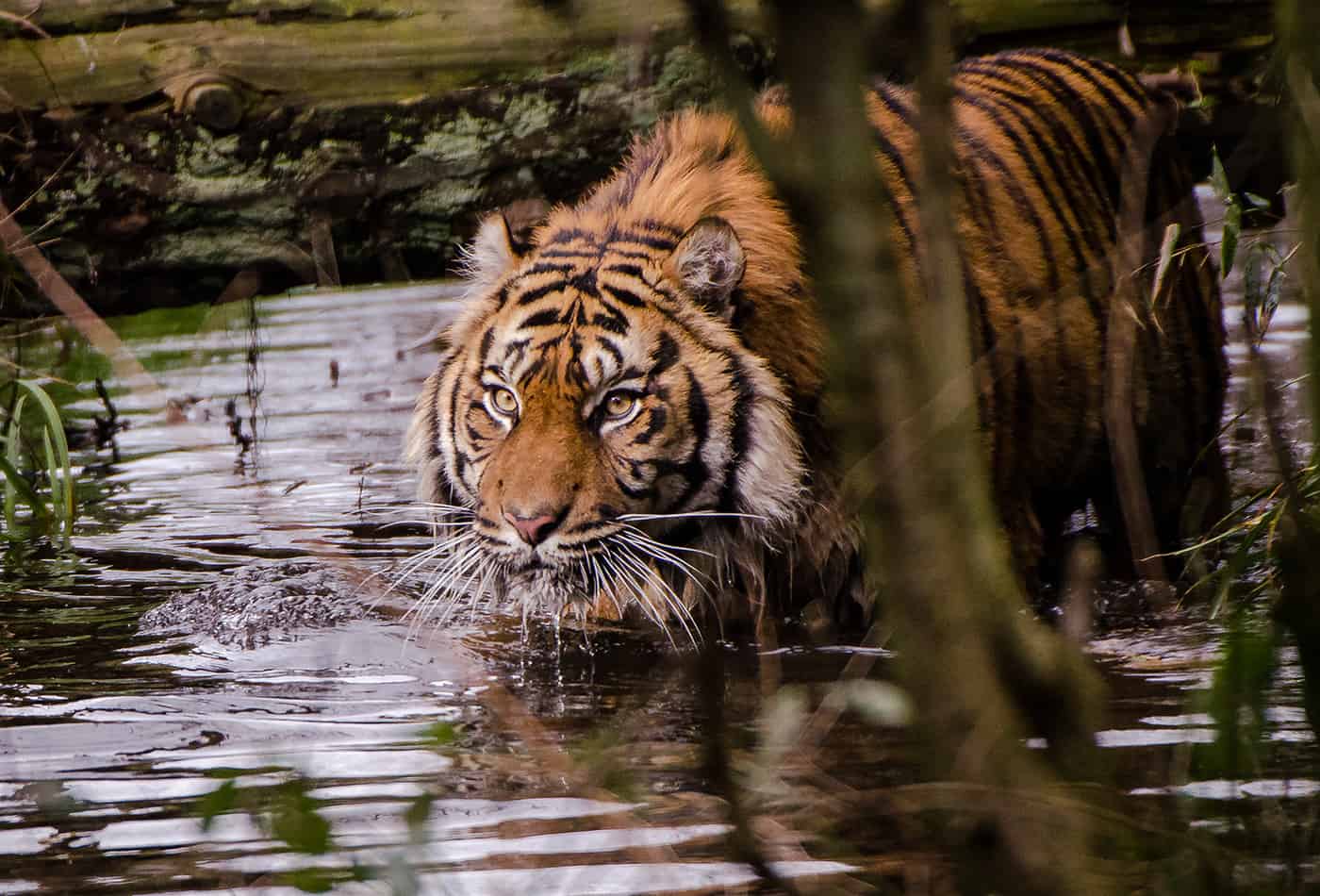 Tag des Tigers 2018 (Foto: Susi Fischer/Zoo Heidelberg)