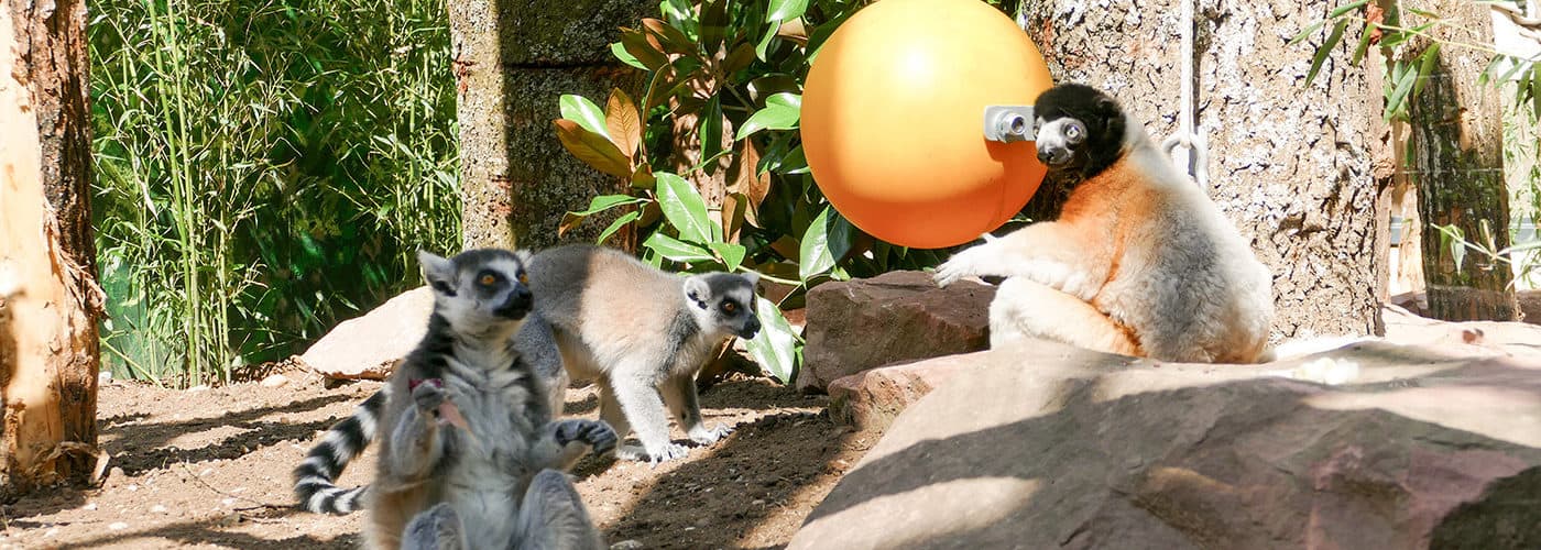 Lemuren im Zoo Heidelberg (Foto: Petra Medan/Zoo Heidelberg)