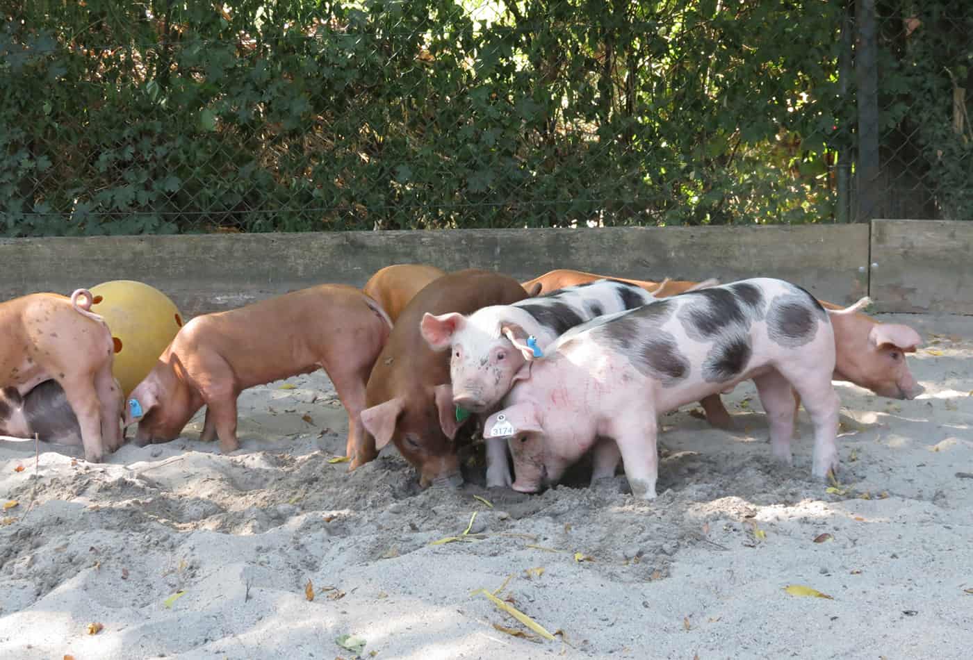 Ferkel (Foto: Zoo Heidelberg)