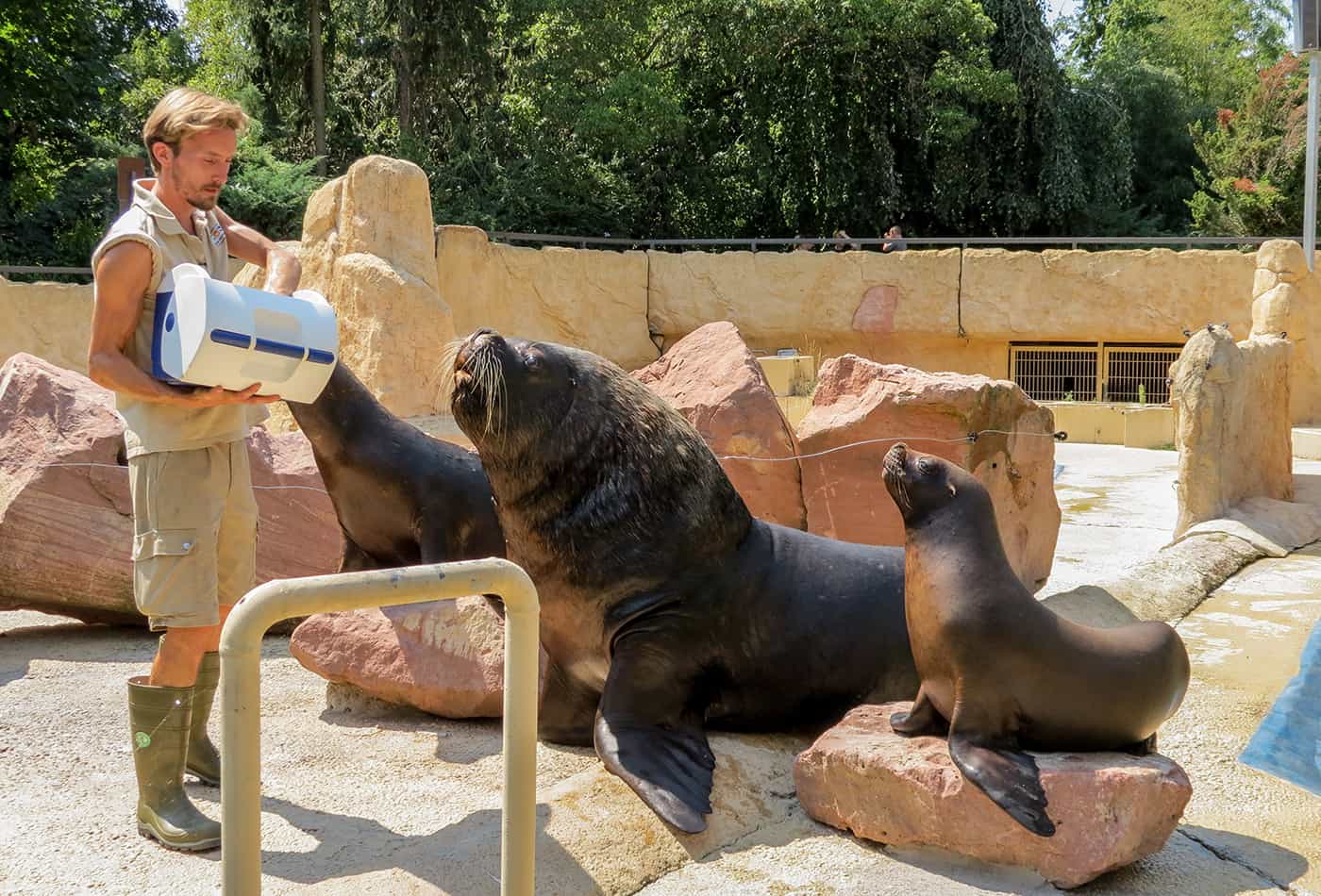 Mähnenrobbe im Zoo Heidelberg (Foto: Zoo Heidelberg)