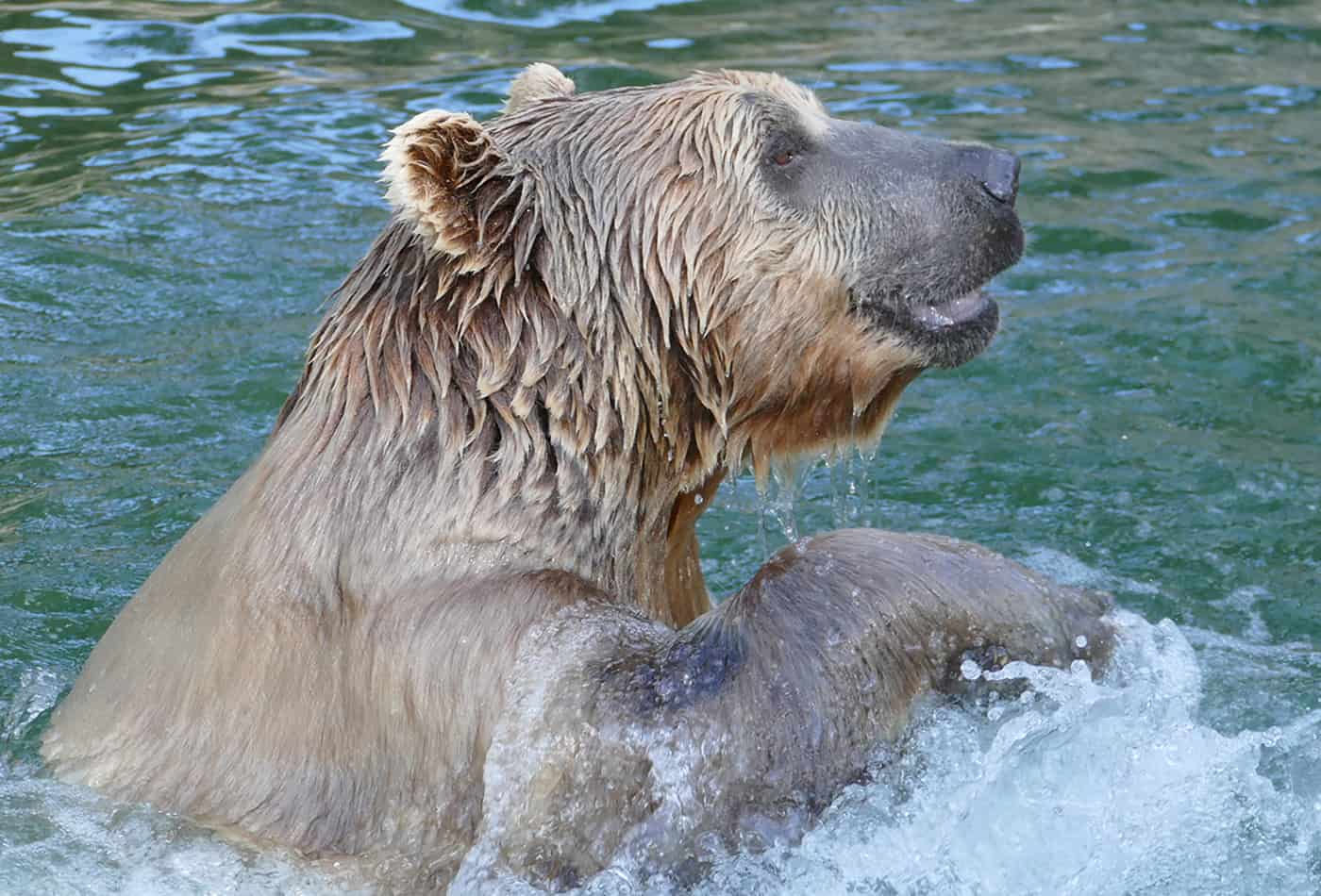 Syrischer Braunbär (Foto: Petra Medan/Zoo Heidelberg)