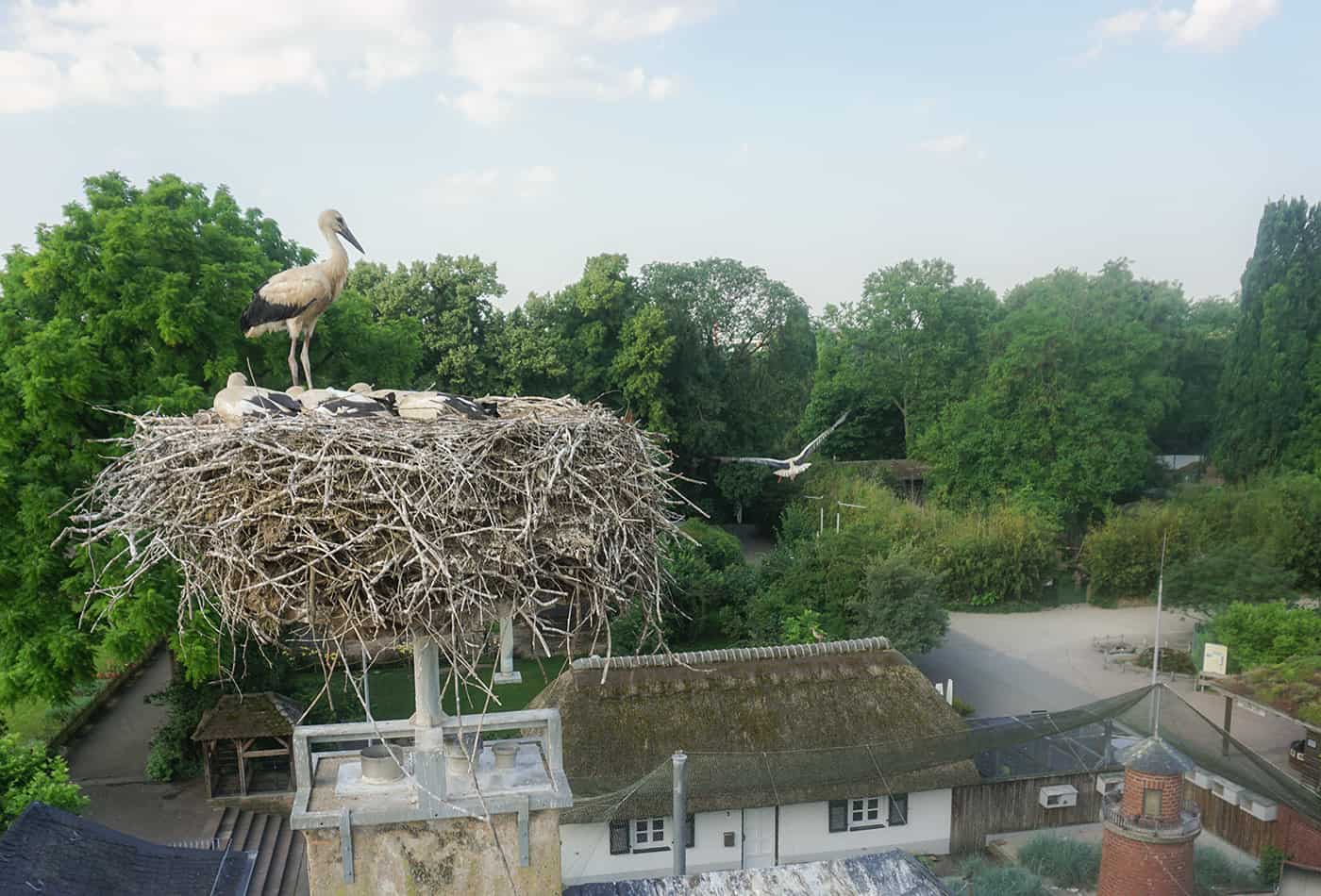 Störche im Zoo ziehen wieder nach Süden (Foto: Zoo Heidelberg)