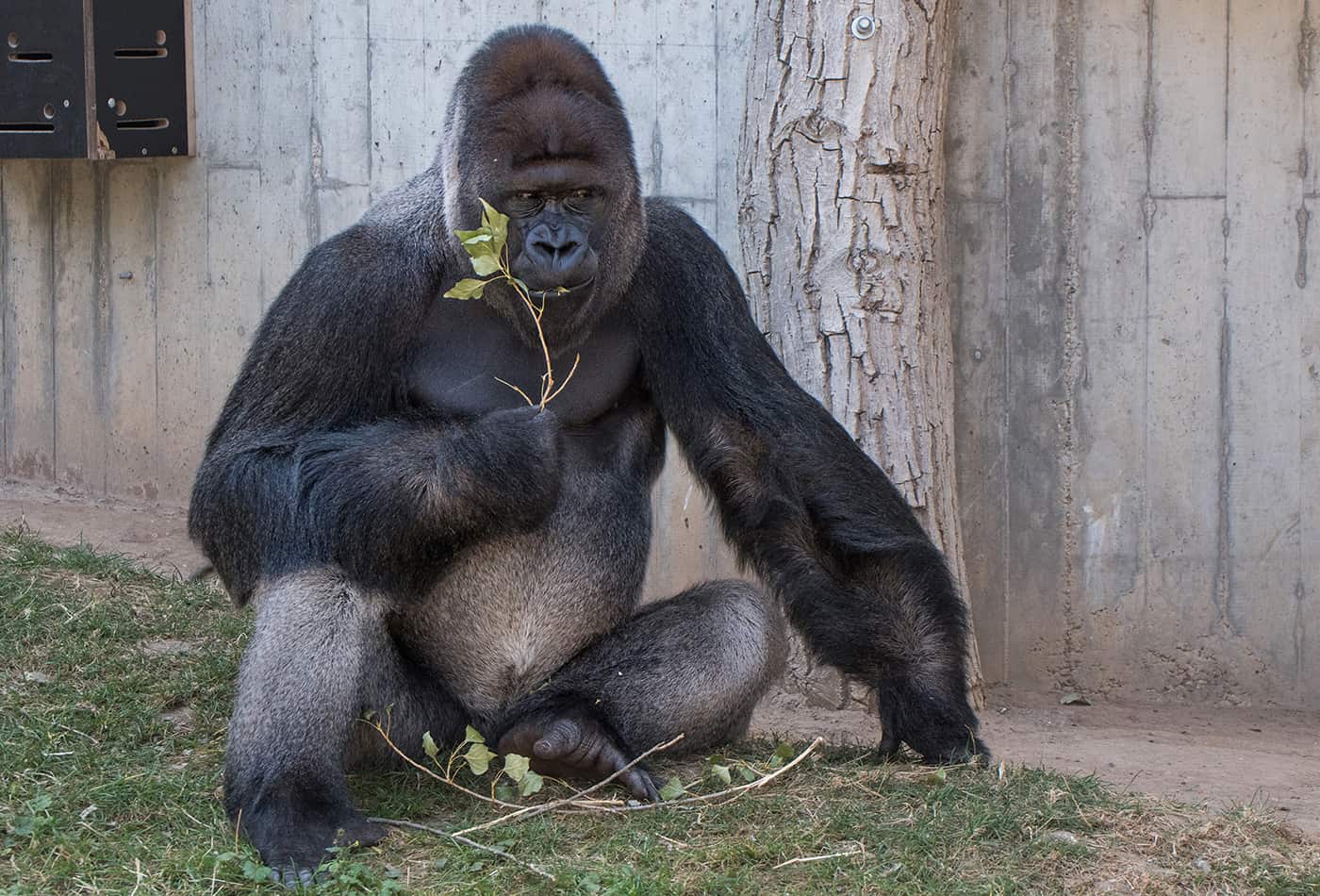 Flachlandgorilla Bobo im Zoo Heidelberg (Foto: Susi Fischer/Zoo Heidelberg)