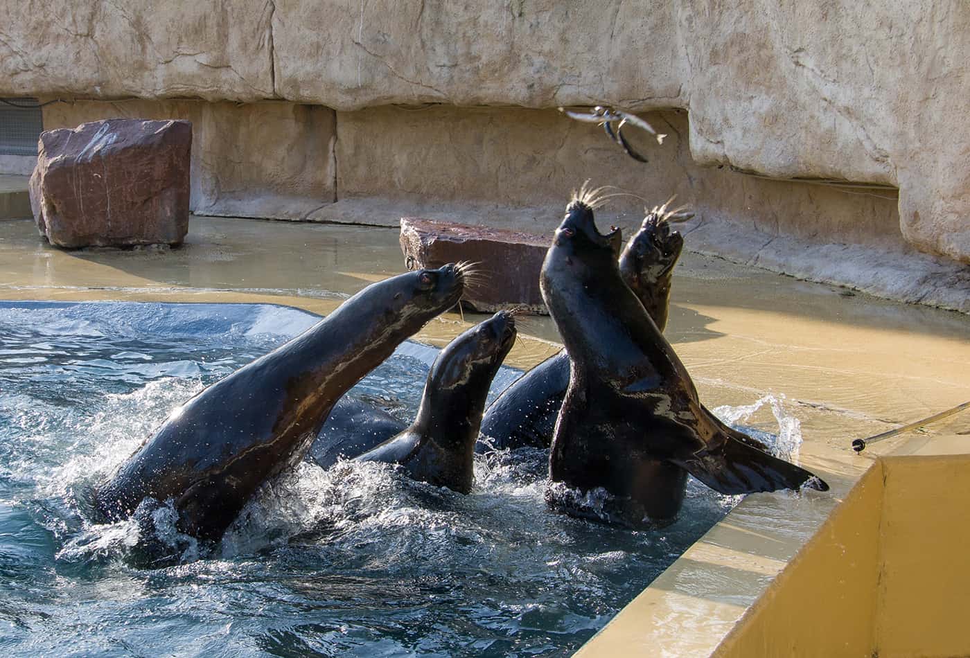 Robbenfütterung im Zoo Heidelberg (Foto: Heidrun Knigge/Zoo Heidelberg)