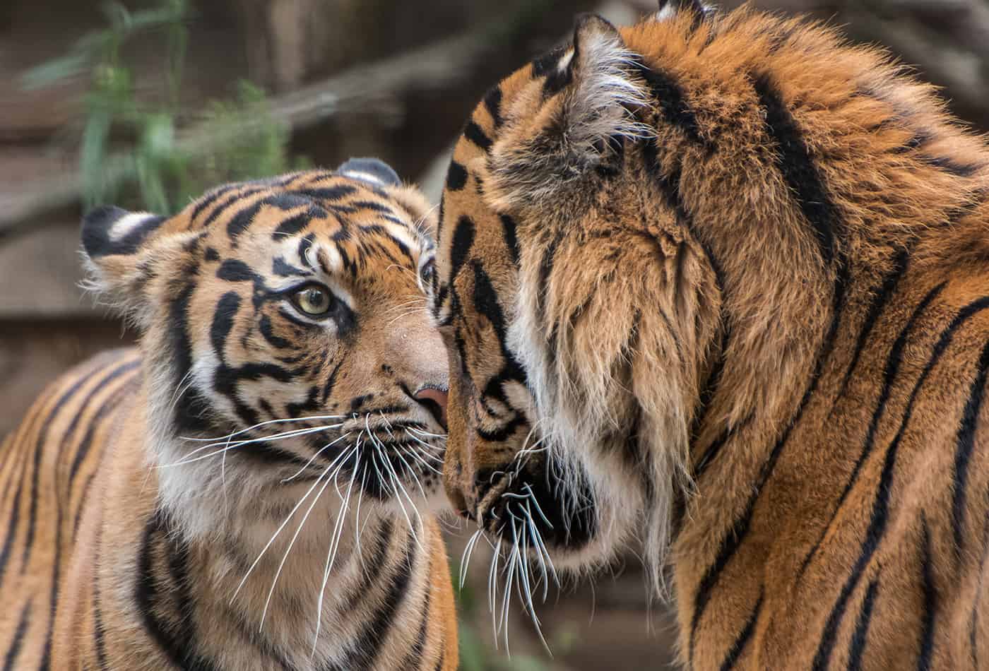 Sumatratiger im Zoo Heidelberg (Foto: Susi Fischer/Zoo Heidelberg)