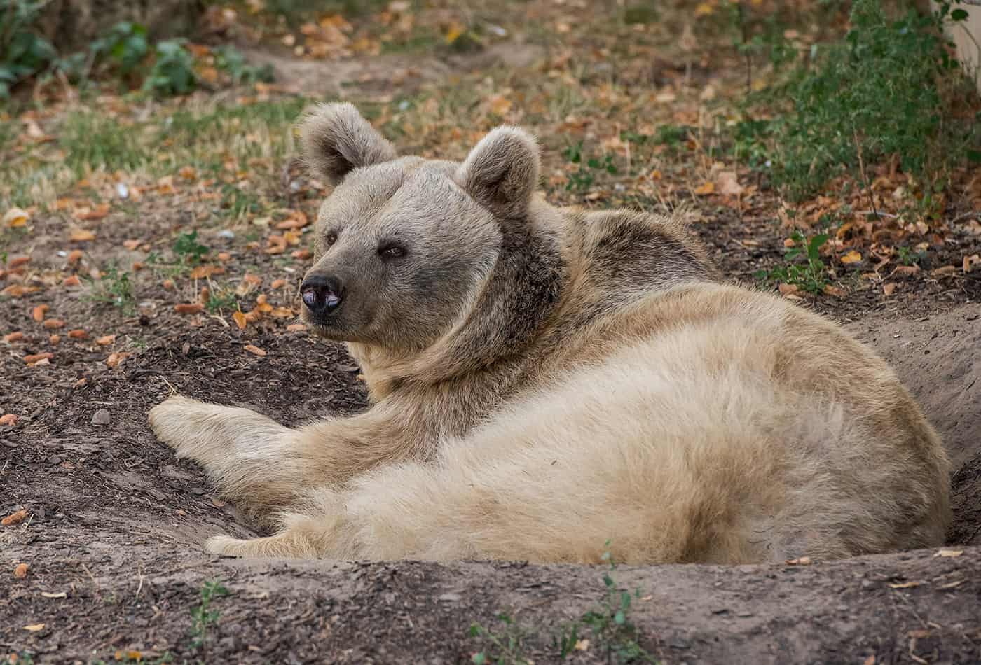 Syrischer Braunbär (Foto: Susi Fischer/Zoo Heidelberg)