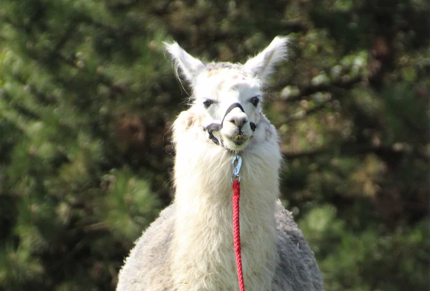 Nutztiertag 2018 (Foto: Petra Medan/Zoo Heidelberg)