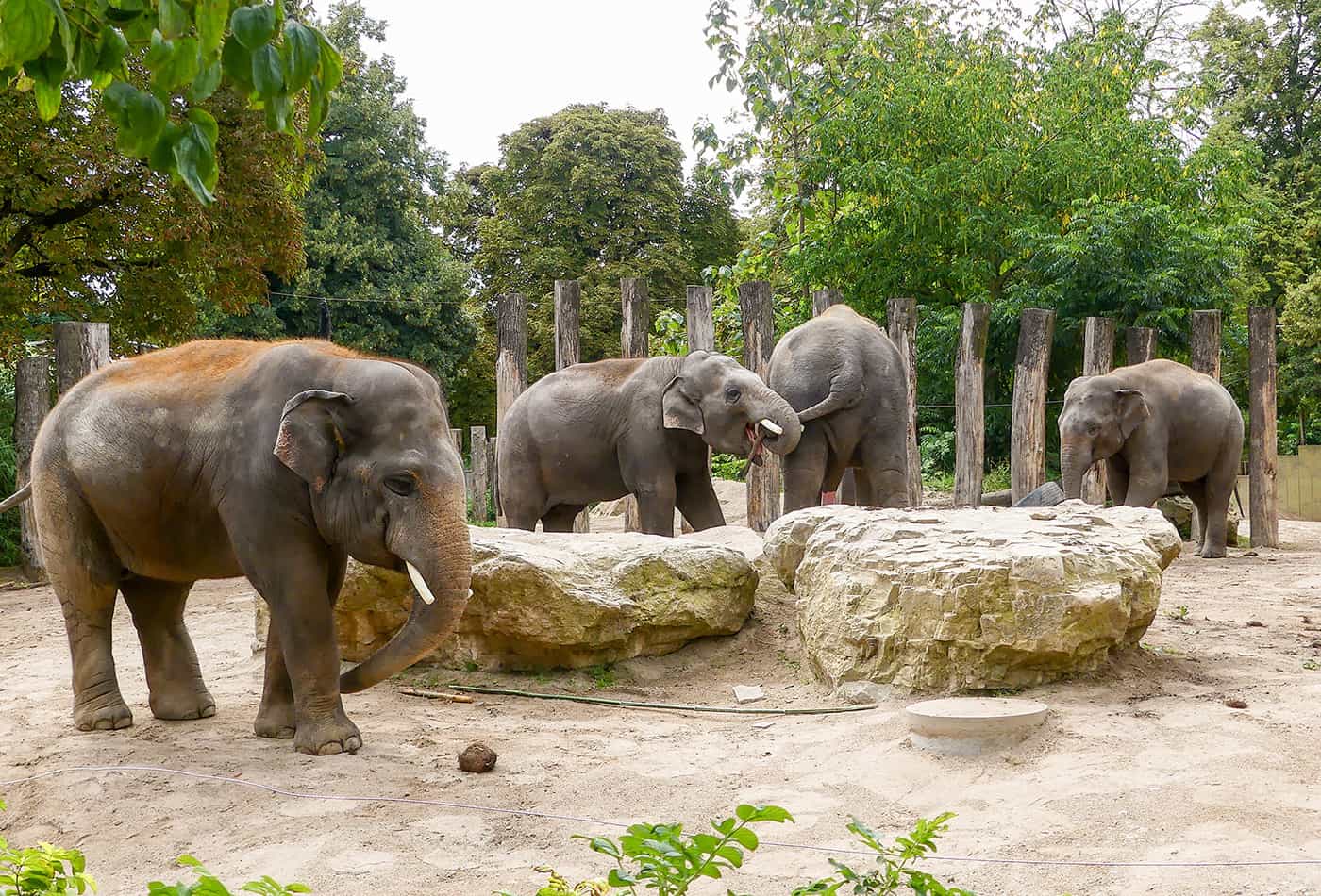 Asiatische Elefanten (Foto: Petra Medan/Zoo Heidelberg)