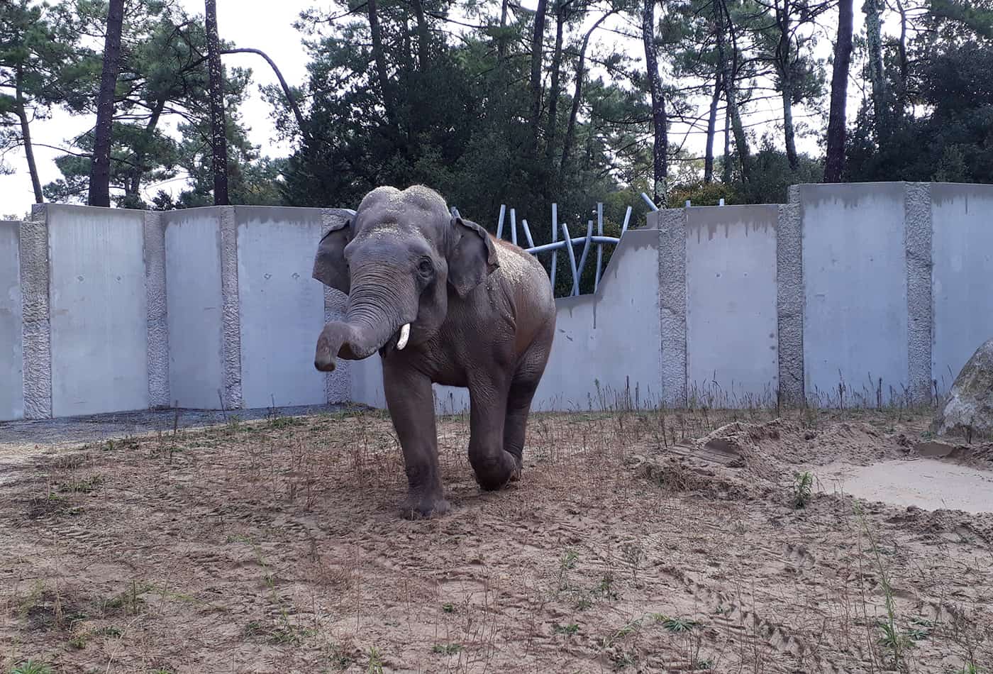 Asiatischer Elefant Gandhi (Foto: Tobias Kremer/Zoo Heidelberg)