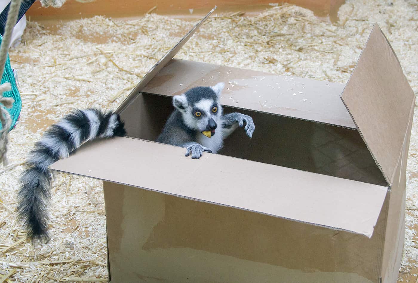 Weihnachtswünsche für die Zootiere (Foto: Heidrun Knigge/Zoo Heidelberg)