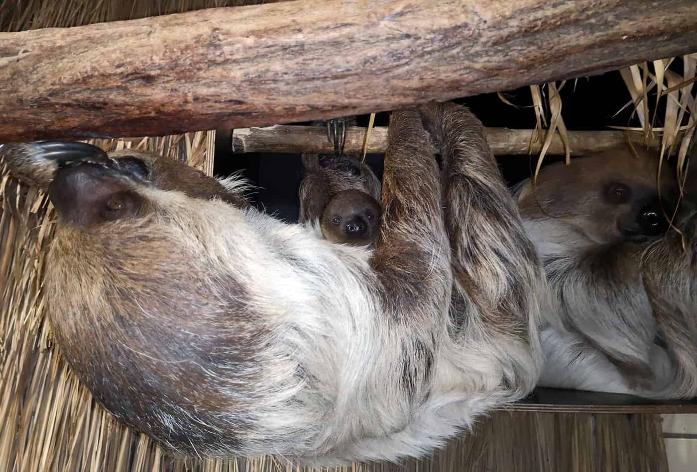 Nachwuchs bei den Faultieren (Foto: Zoo Heidelberg)