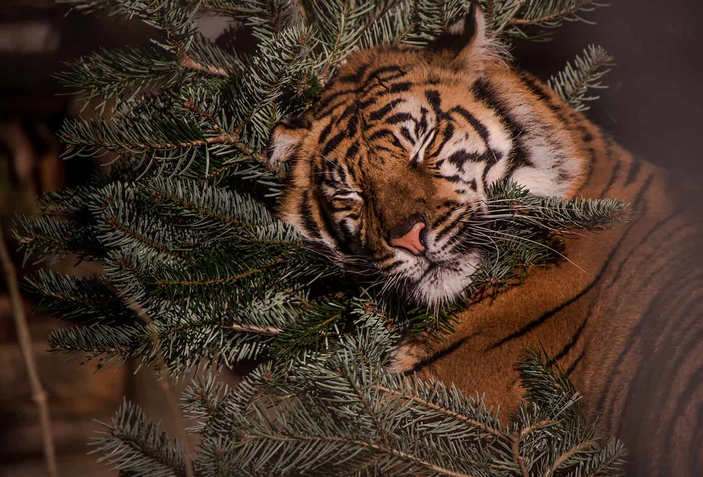 Sumatratiger mit Weihnachtsbaum (Foto: Susi Fischer/Zoo Heidelberg)