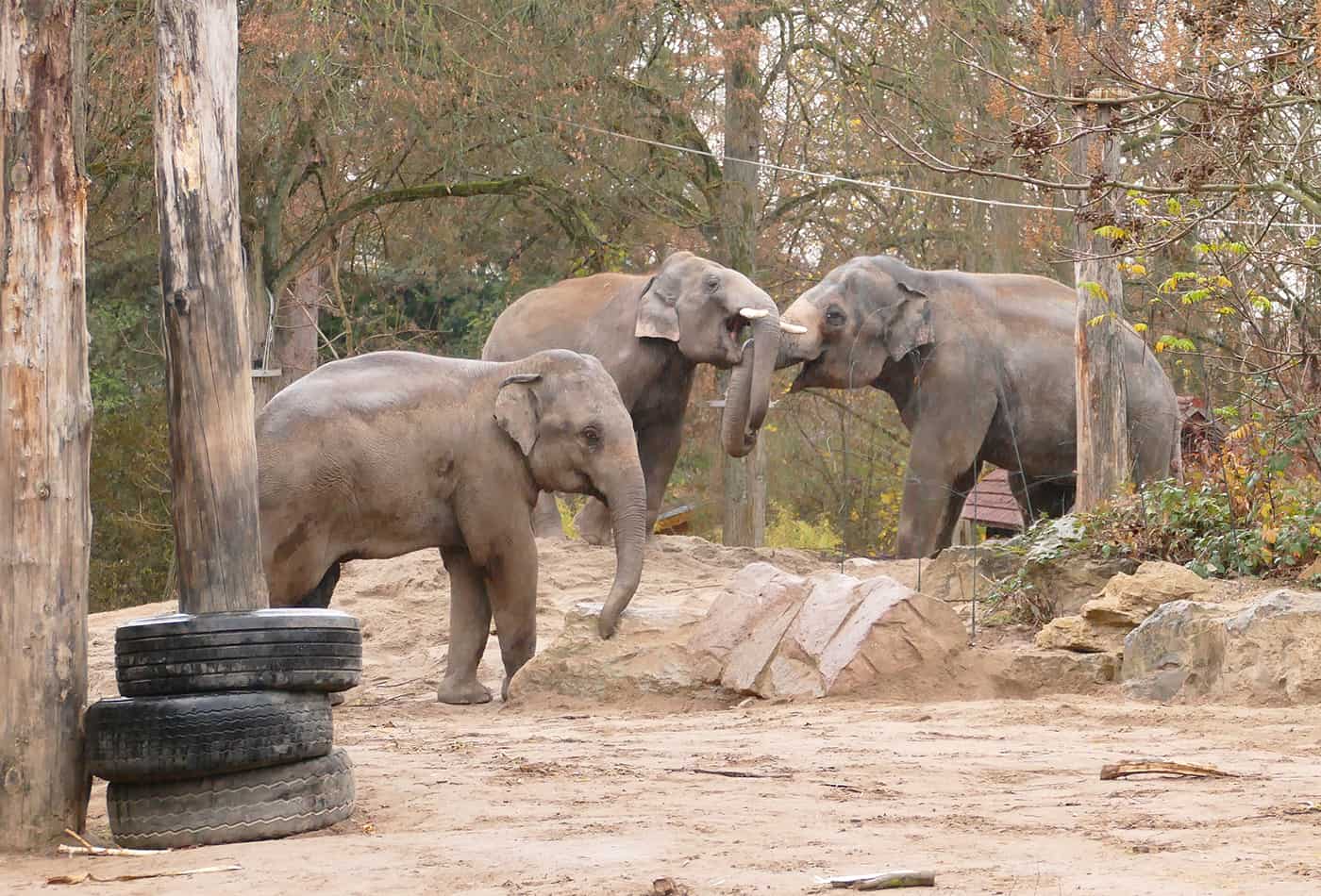 Asiatische Elefanten (Foto: Petra Medan/Zoo Heidelberg)