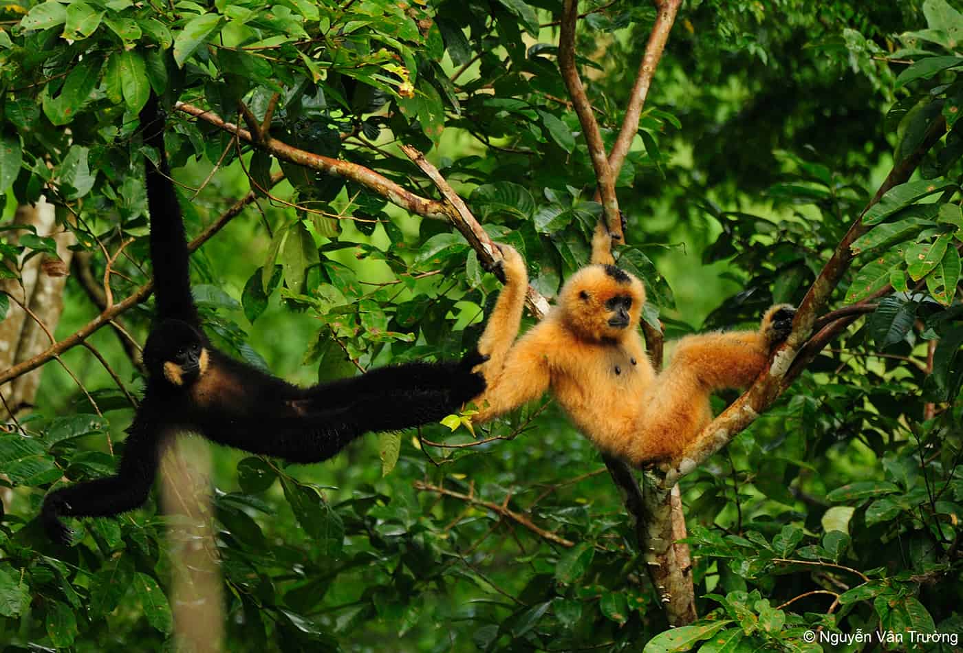 Gibbons (Foto: N.V. Truong)