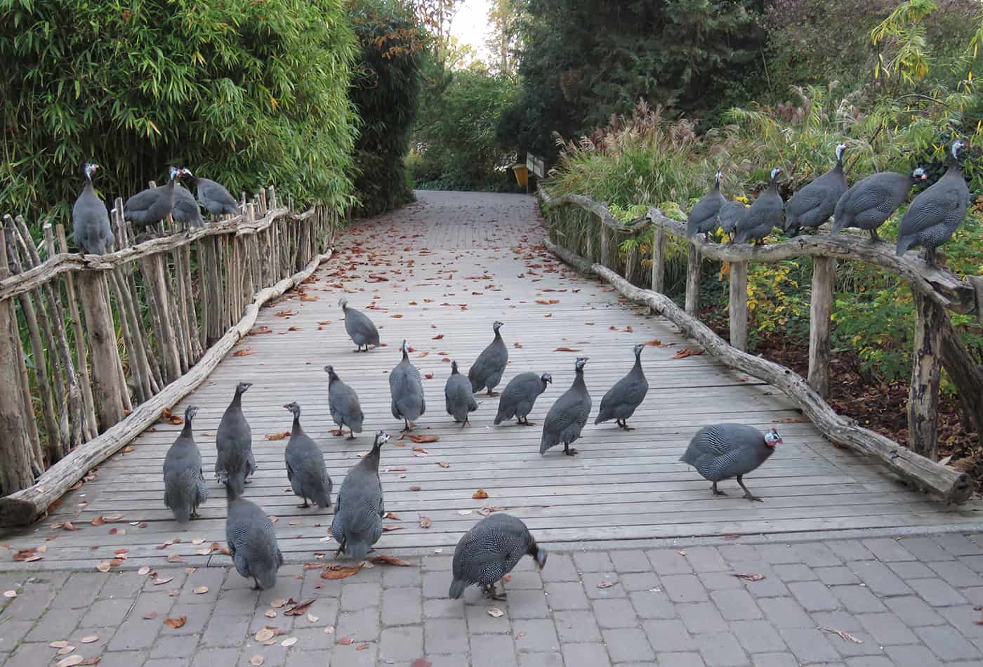 Perlhühner im Zoo Heidelberg (Foto: Zoo Heidelberg)