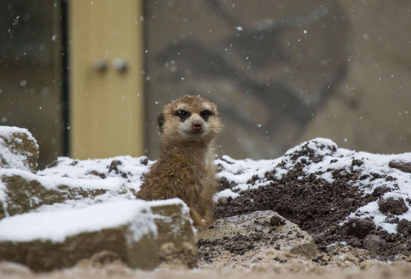 Erdmännchen im Zoo Heidelberg (Foto: Heidrun Knigge/Zoo Heidelberg)