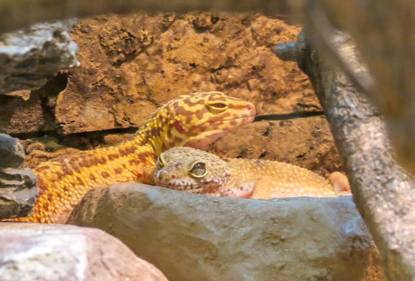 Leopardgeckos (Foto: Zoo Heidelberg)