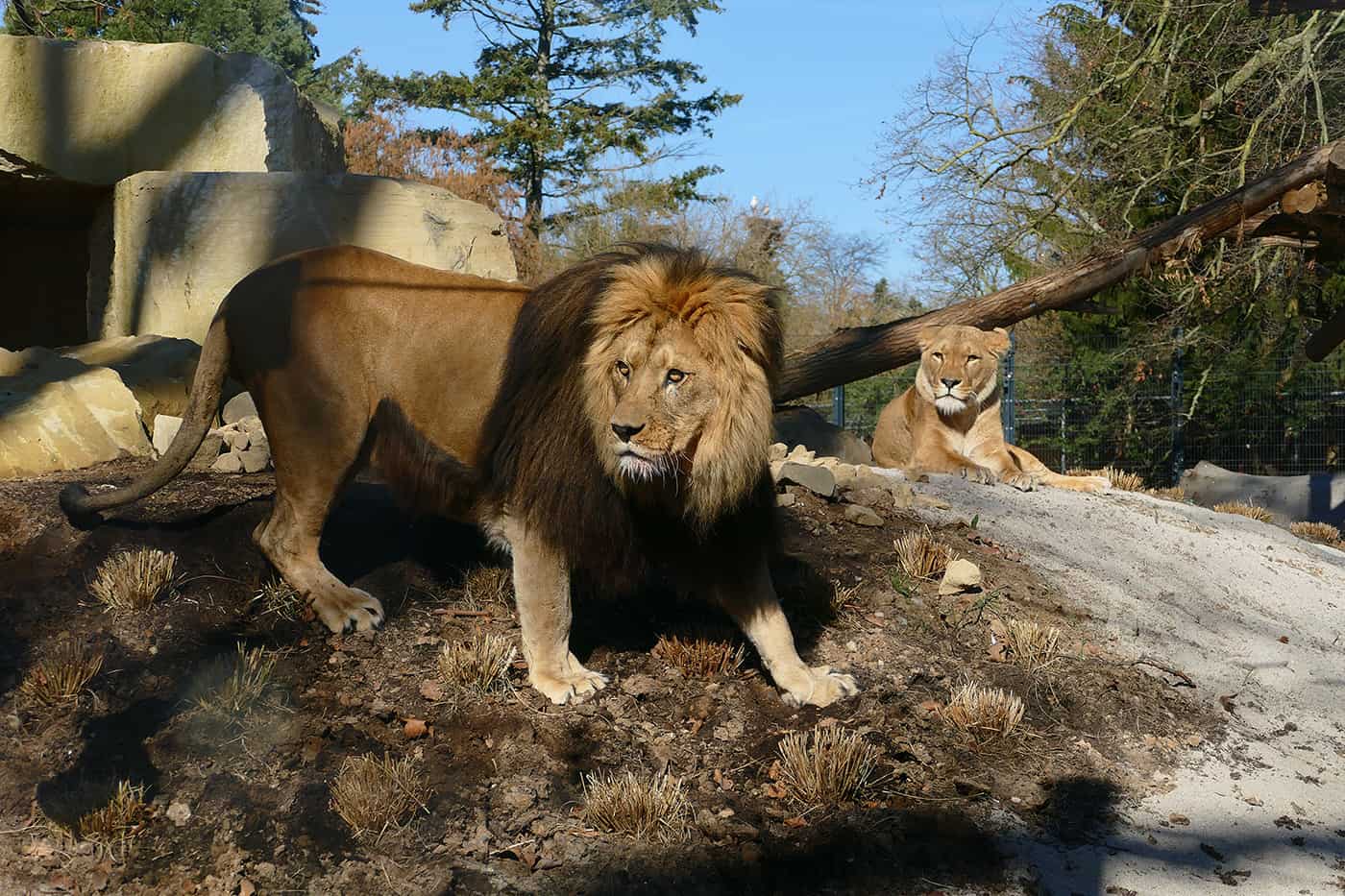 Berberlöwen im Zoo Heidelberg (Foto: Petra Medan/Zoo Heidelberg)