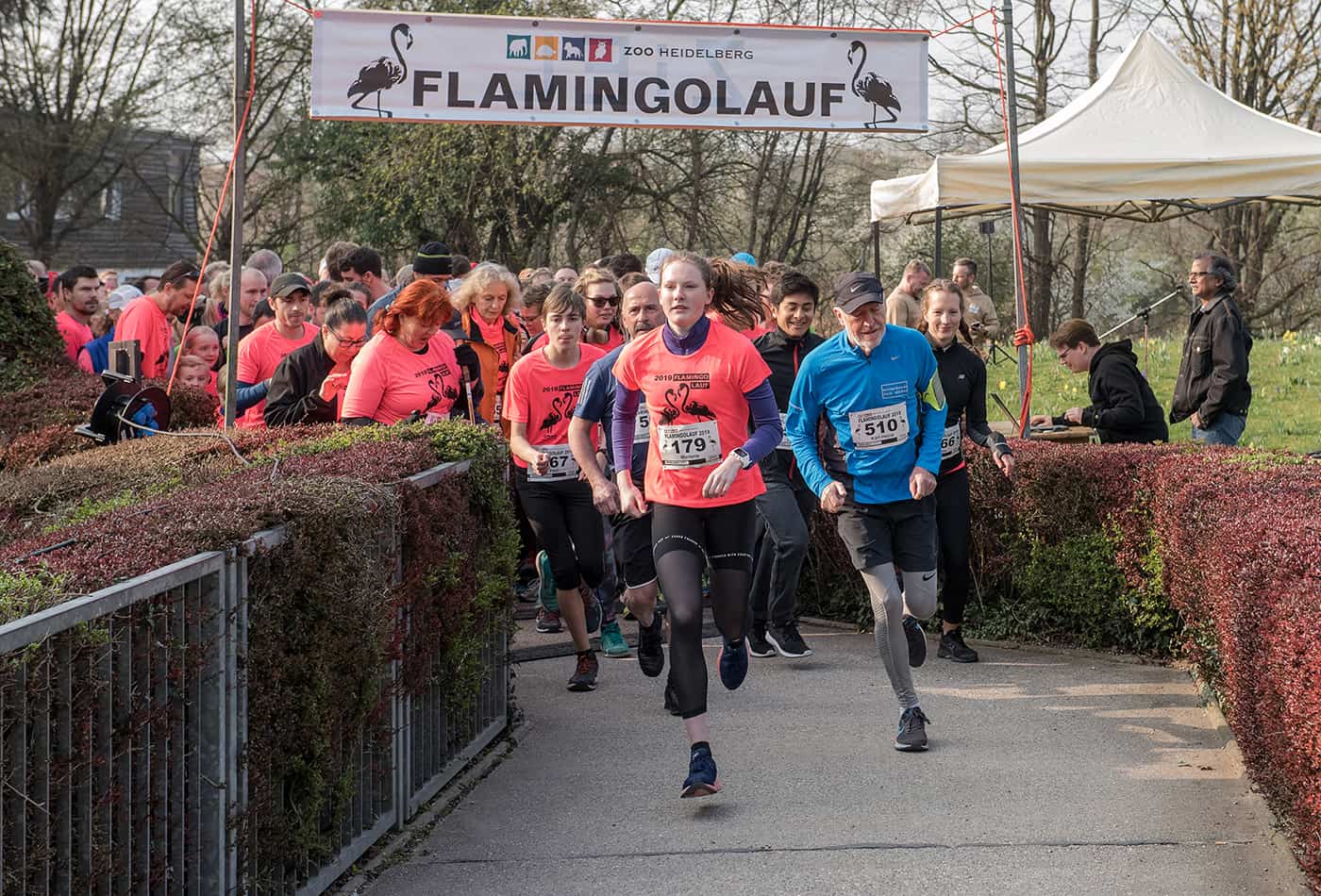 Flamingolauf 2019 im Zoo Heidelberg (Foto: Susi Fischer)