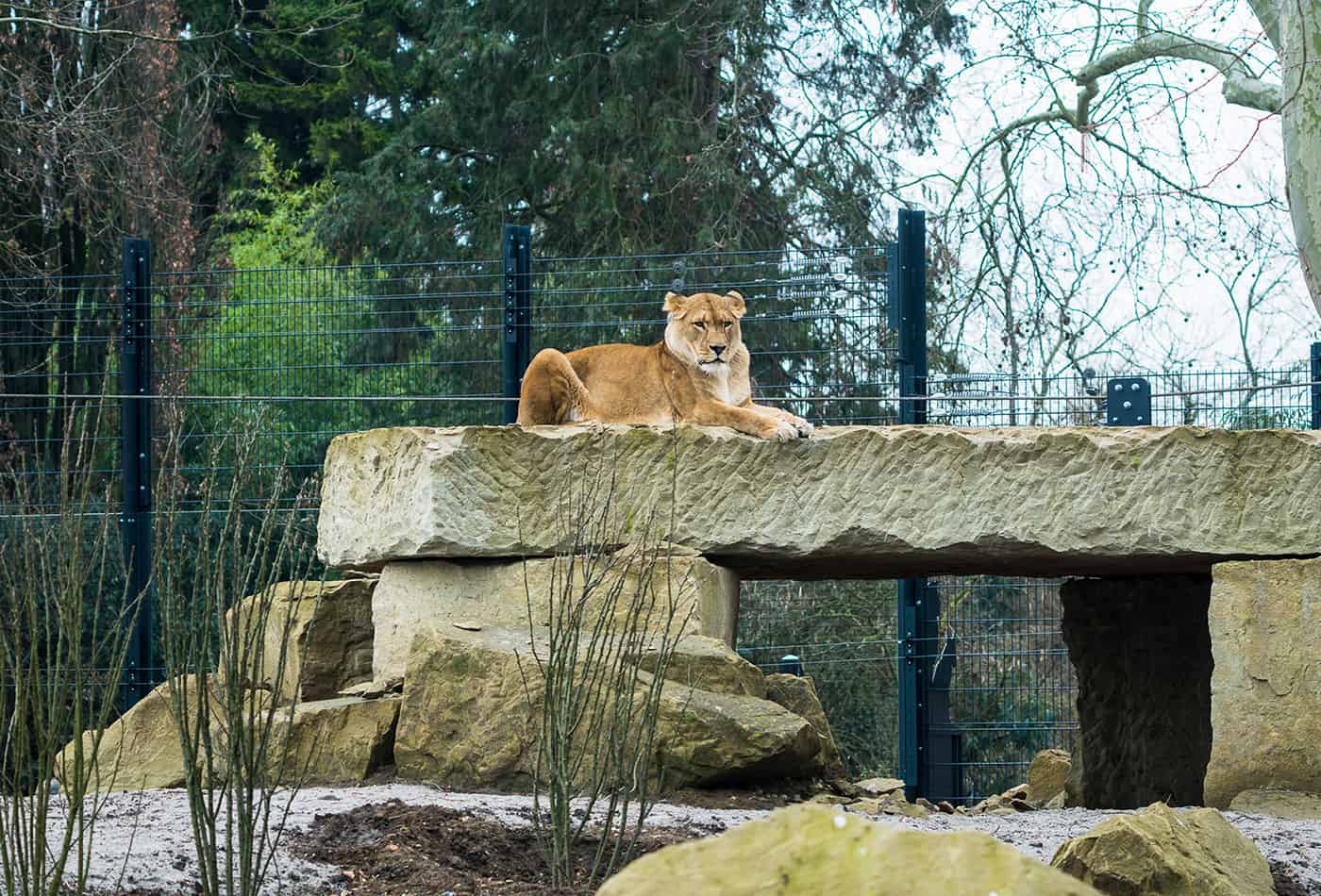 Löwenanlage im Zoo Heidelberg (Foto: Peter Bastian/Zoo Heidelberg)