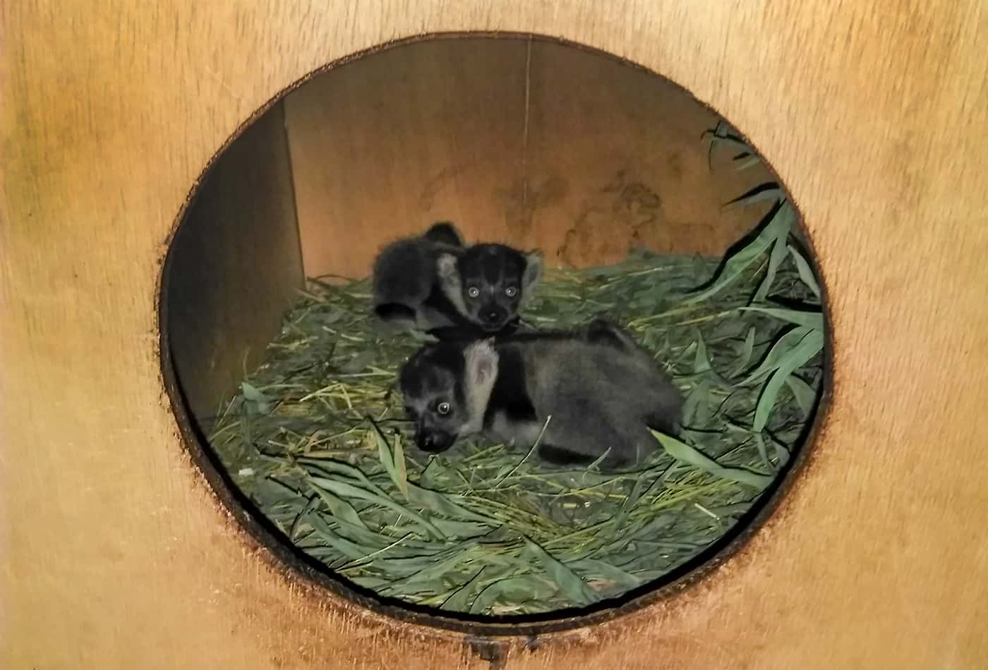 Junge Gürtelvaris (Foto: Zoo Heidelberg)