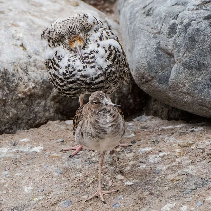 Kampfläufer imponiert einem Weibchen