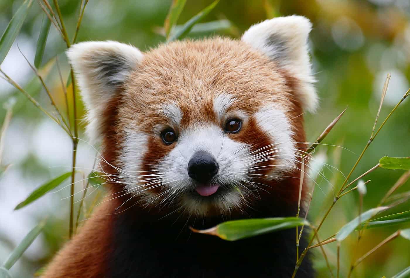 Roter Pande (Foto: Petra Medan/Zoo Heidelberg)