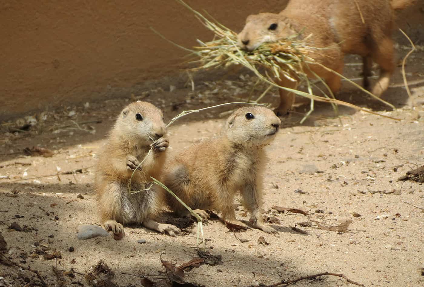 Junge Präriehunde (Foto: Zoo Heidelberg)