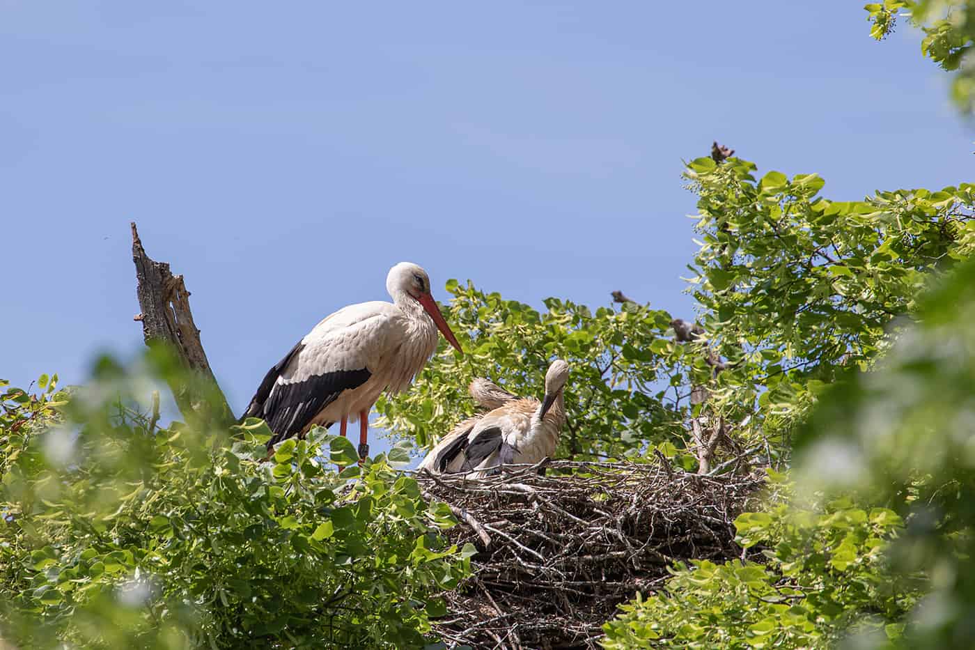 Junge Störche im Zoo Heidelberg (Foto: Petra Stein/Zoo Heidelberg)