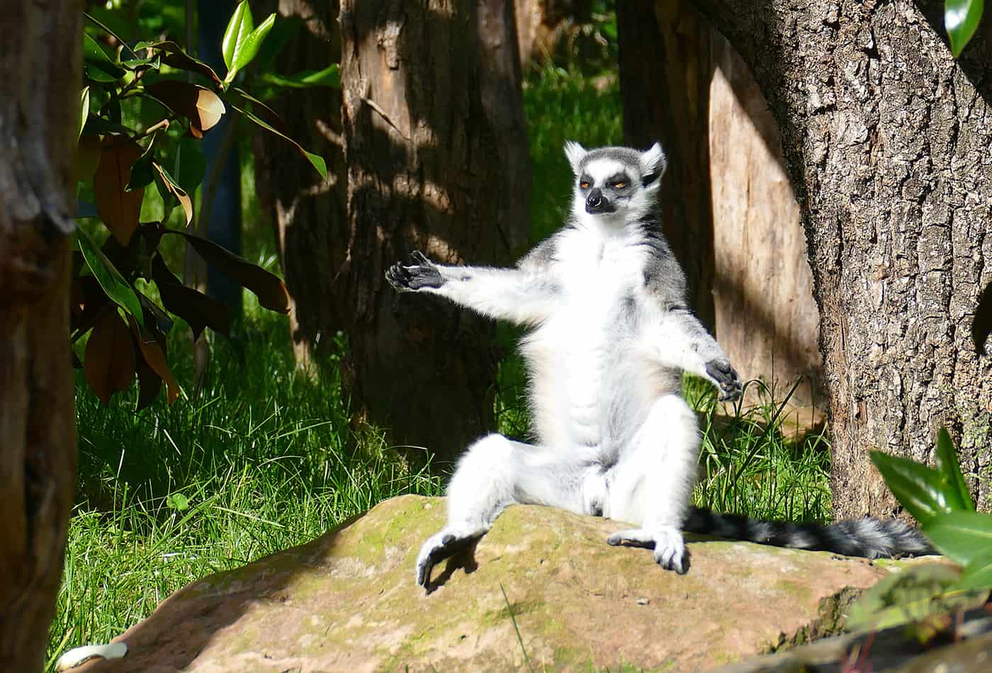 Katta beim Sonnenbaden (Foto: Petra Medan/Zoo Heidelberg)