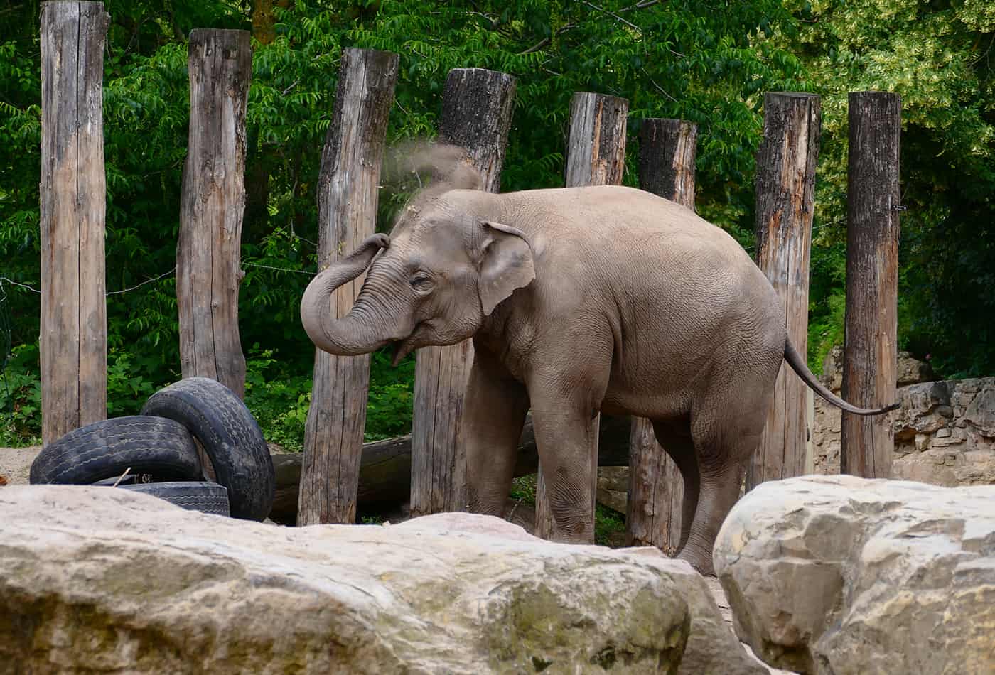 Asiatischer Elefant im Zoo Heidelberg