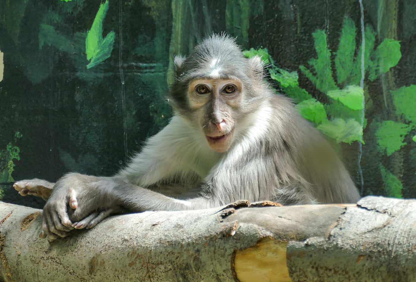 Männchen Harry kam kurz nach den beiden Weibchen im Zoo Heidelberg an. Alle drei Weißscheitelmangaben verstehen sich gut (Foto: Heidrun Knigge/Zoo Heidelberg)