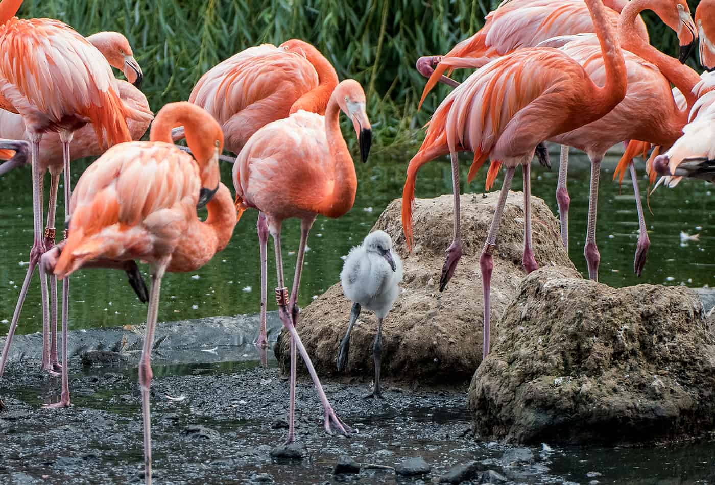 Flauschiger Nachwuchs: Das Flamingo-Küken übt bereits den typischen Ein-Bein-Stand (Foto: Susi Fischer/Zoo Heidelberg)